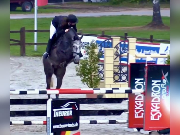 Hannoveriano Yegua 2 años 162 cm Castaño oscuro in Neustadt am Rübenberge