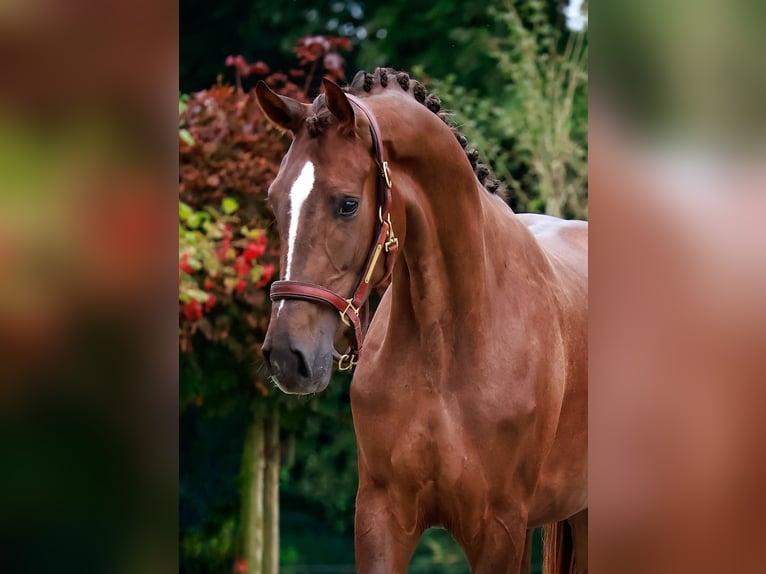 Hannoveriano Yegua 2 años 167 cm Alazán-tostado in Gersten