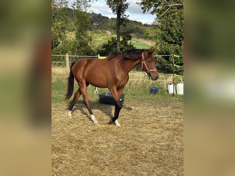 Hannoveriano Yegua 2 años 168 cm Castaño in Eckartsberga