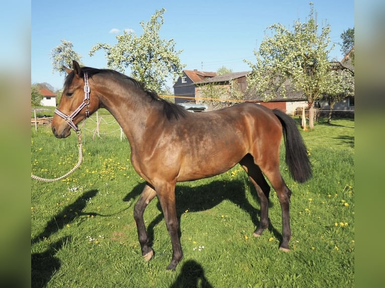 Hannoveriano Yegua 2 años 168 cm Castaño in M&#xFC;nchhausen