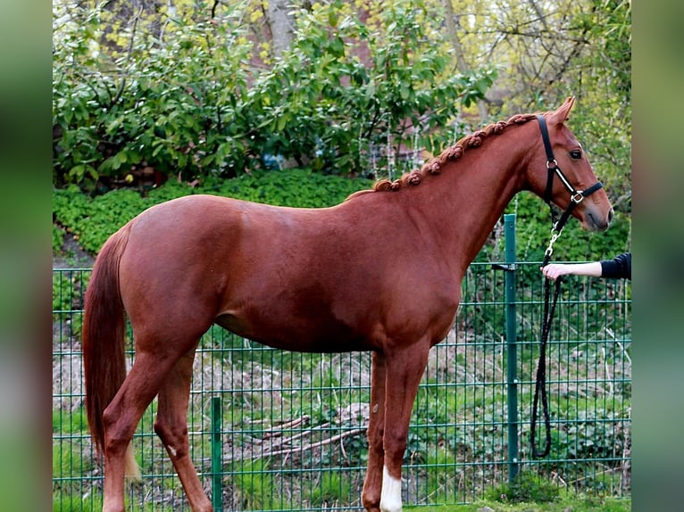 Hannoveriano Yegua 2 años 169 cm Alazán-tostado in Eydelstedt