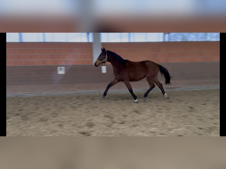 Hannoveriano Yegua 2 años 169 cm Castaño in Langwedel
