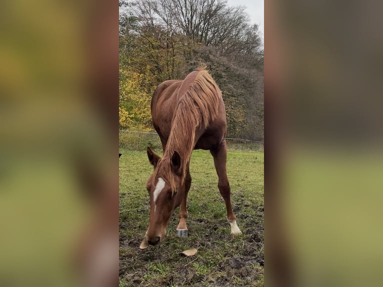 Hannoveriano Yegua 2 años 170 cm Alazán in Neukirchen