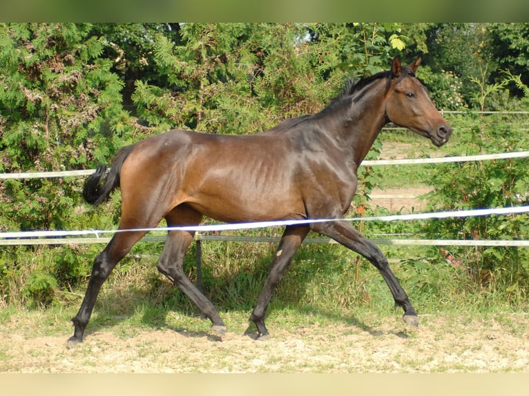 Hannoveriano Yegua 2 años 175 cm Castaño oscuro in Hannover