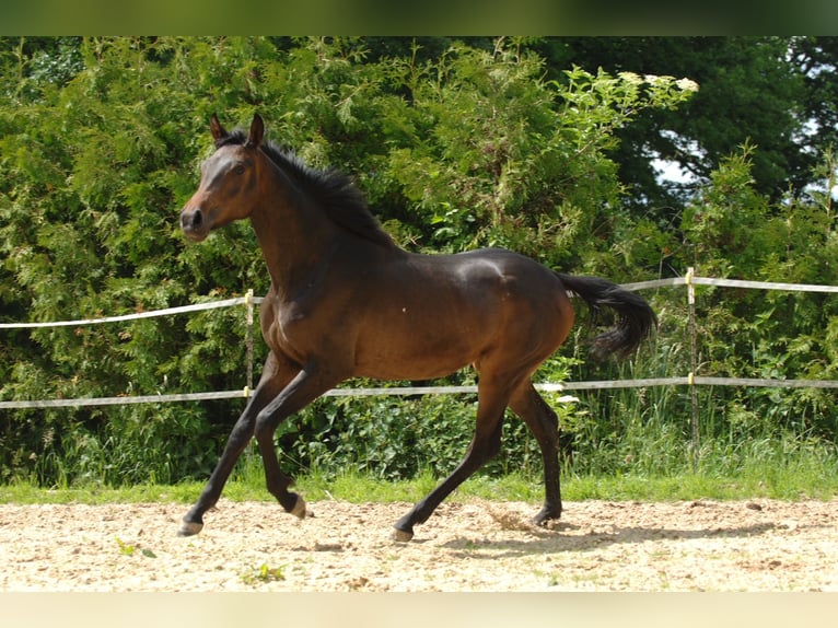 Hannoveriano Yegua 2 años 175 cm Castaño oscuro in Hannover