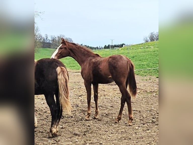 Hannoveriano Yegua 2 años Alazán in Isny im Allg&#xE4;u