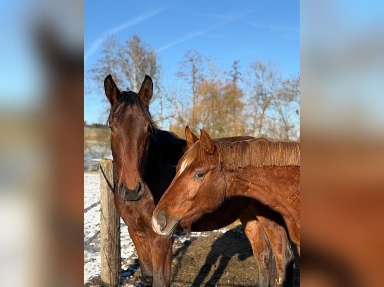 Hannoveriano Yegua 2 años Alazán in Irringsdorf