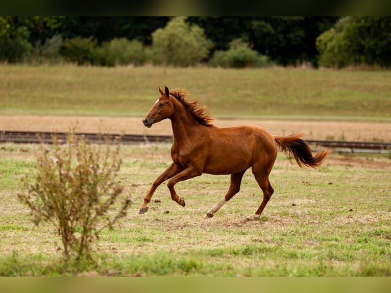 Hannoveriano Yegua 2 años Alazán in Villmar