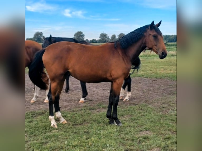 Hannoveriano Yegua 2 años Castaño in Wiesenaue