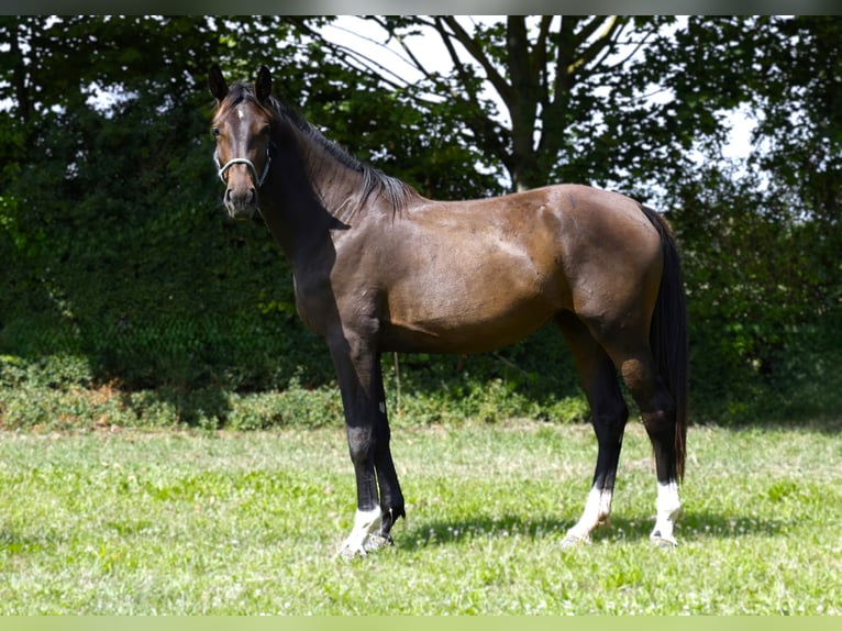 Hannoveriano Yegua 2 años Castaño oscuro in Strausberg