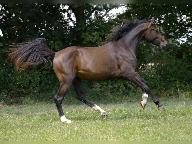 Hannoveriano Yegua 2 años Castaño oscuro in Strausberg