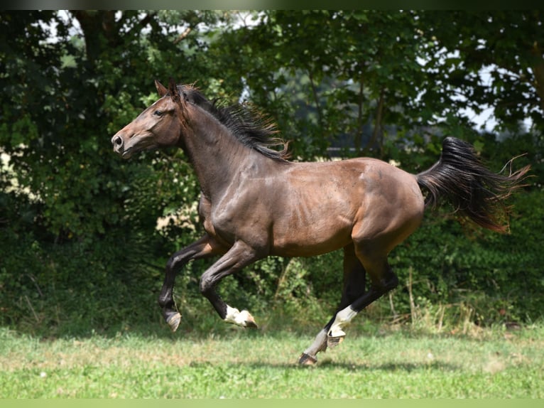 Hannoveriano Yegua 2 años Castaño oscuro in Strausberg