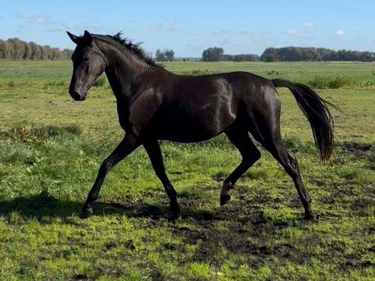 Hannoveriano Yegua 2 años Negro in Ludwigsfelde