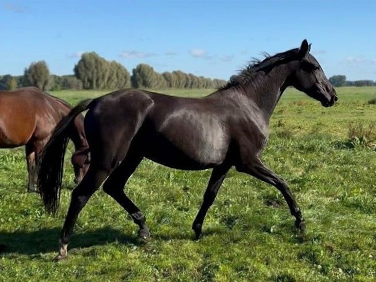 Hannoveriano Yegua 2 años Negro in Ludwigsfelde