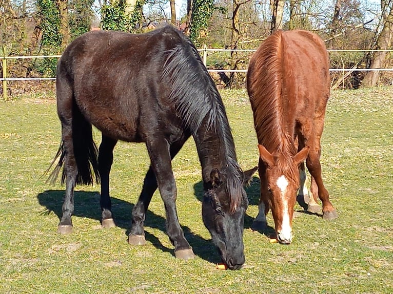 Hannoveriano Yegua 3 años 153 cm Negro in Raddestorf