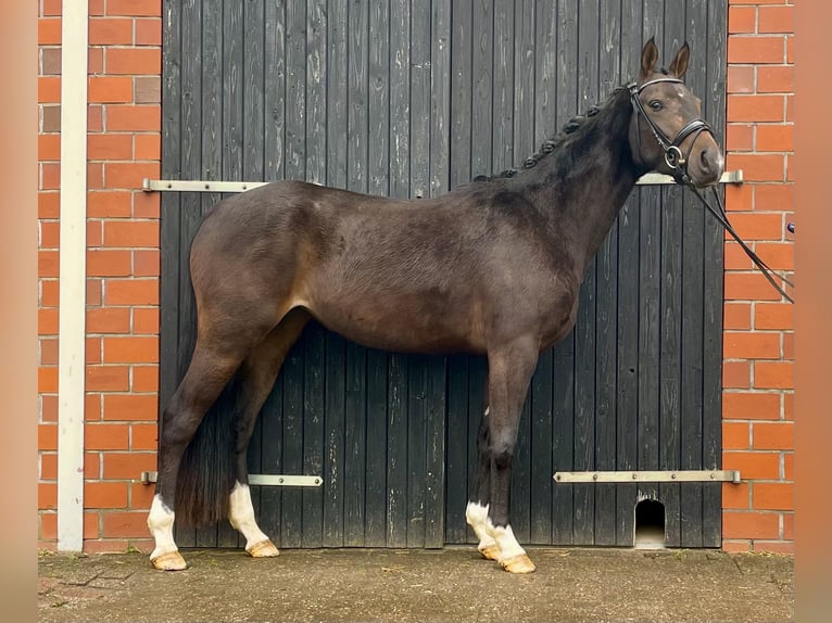 Hannoveriano Yegua 3 años 155 cm Castaño oscuro in Schwanewede