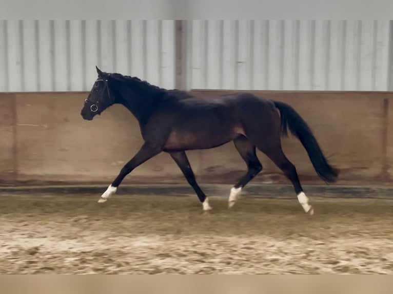 Hannoveriano Yegua 3 años 155 cm Castaño oscuro in Schwanewede
