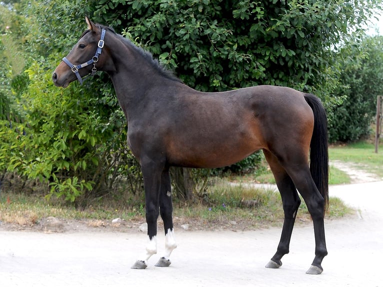 Hannoveriano Yegua 3 años 155 cm Castaño oscuro in Isernhagen