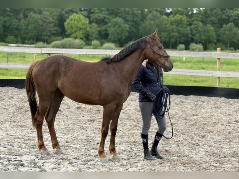 Hannoveriano Yegua 3 años 157 cm Alazán in Stiphout