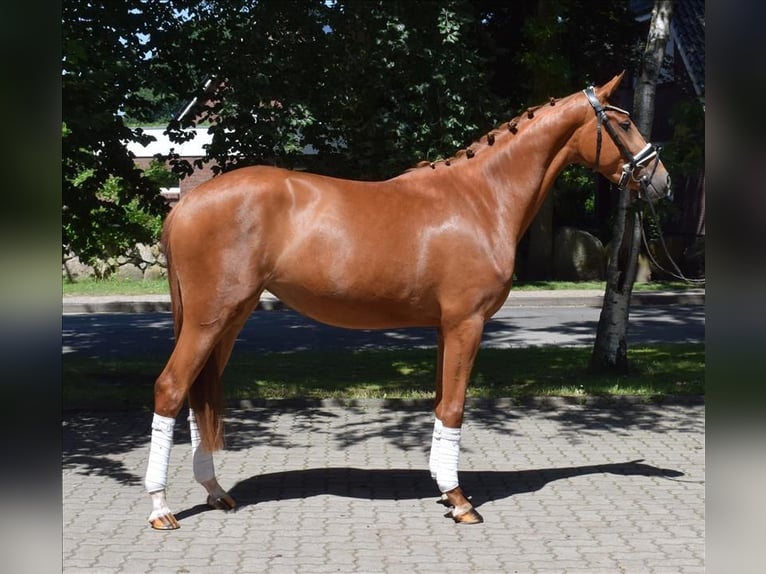 Hannoveriano Yegua 3 años 160 cm Alazán in Fredenbeck