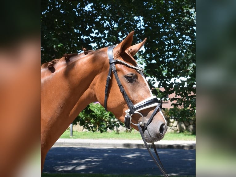 Hannoveriano Yegua 3 años 160 cm Alazán in Fredenbeck