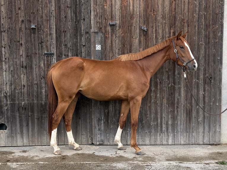 Hannoveriano Mestizo Yegua 3 años 160 cm Alazán in Langenau
