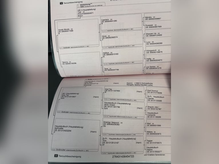 Hannoveriano Mestizo Yegua 3 años 160 cm Alazán in Langenau