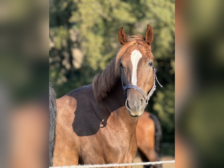 Hannoveriano Yegua 3 años 160 cm Alazán-tostado in Düsseldorf