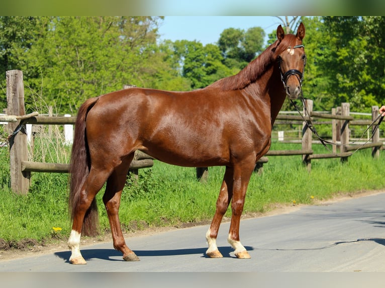 Hannoveriano Yegua 3 años 162 cm Alazán-tostado in Hilden