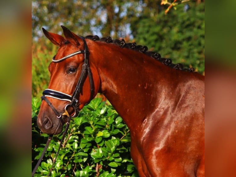 Hannoveriano Yegua 3 años 162 cm Castaño in Selsingen