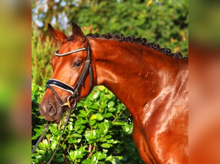 Hannoveriano Yegua 3 años 162 cm Castaño in Selsingen