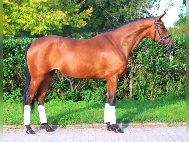 Hannoveriano Yegua 3 años 162 cm Castaño in Selsingen