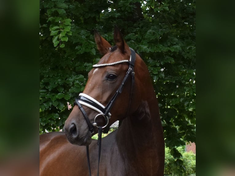 Hannoveriano Yegua 3 años 162 cm Castaño in Fredenbeck