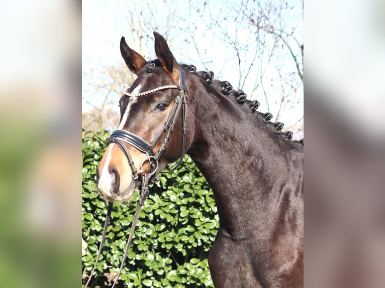 Hannoveriano Yegua 3 años 162 cm Castaño oscuro in Selsingen