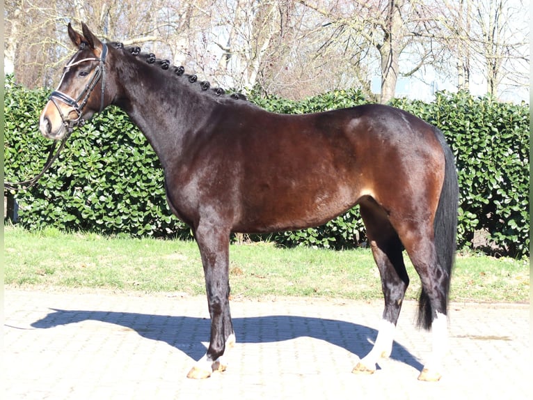 Hannoveriano Yegua 3 años 162 cm Castaño oscuro in Selsingen