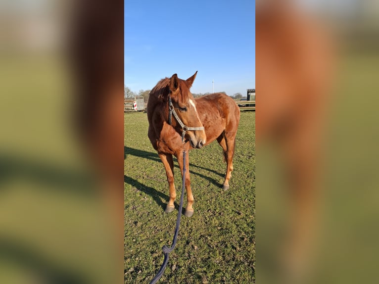 Hannoveriano Yegua 3 años 163 cm Alazán in Schapen