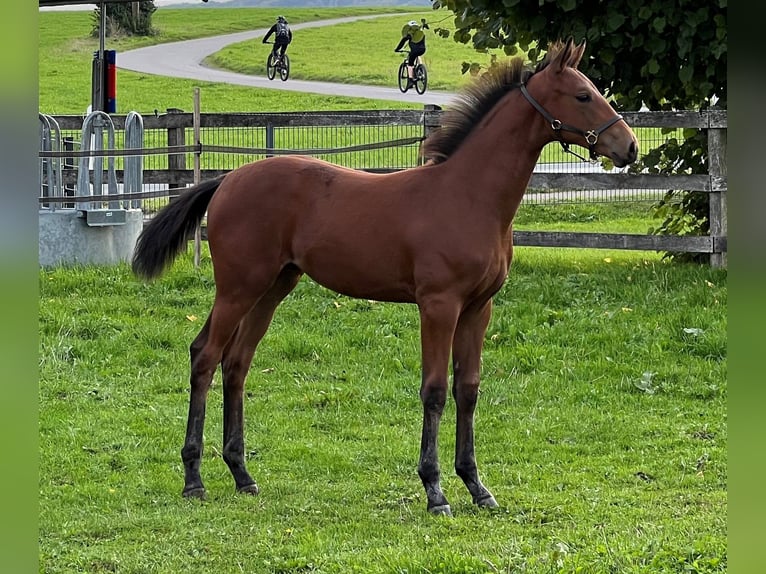 Hannoveriano Yegua 3 años 163 cm Castaño in K&#xFC;rten