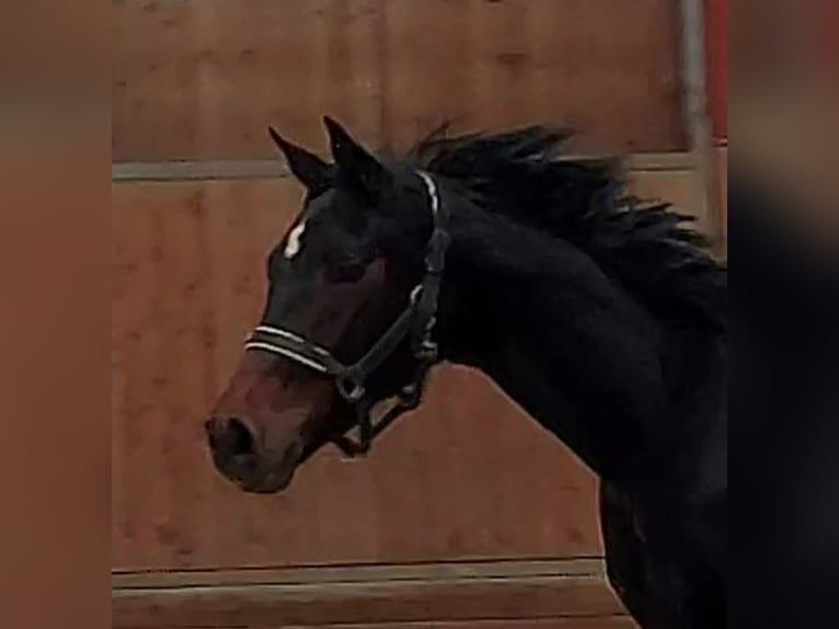 Hannoveriano Yegua 3 años 163 cm Castaño oscuro in Gifhorn