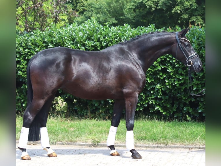 Hannoveriano Yegua 3 años 163 cm Negro in Selsingen