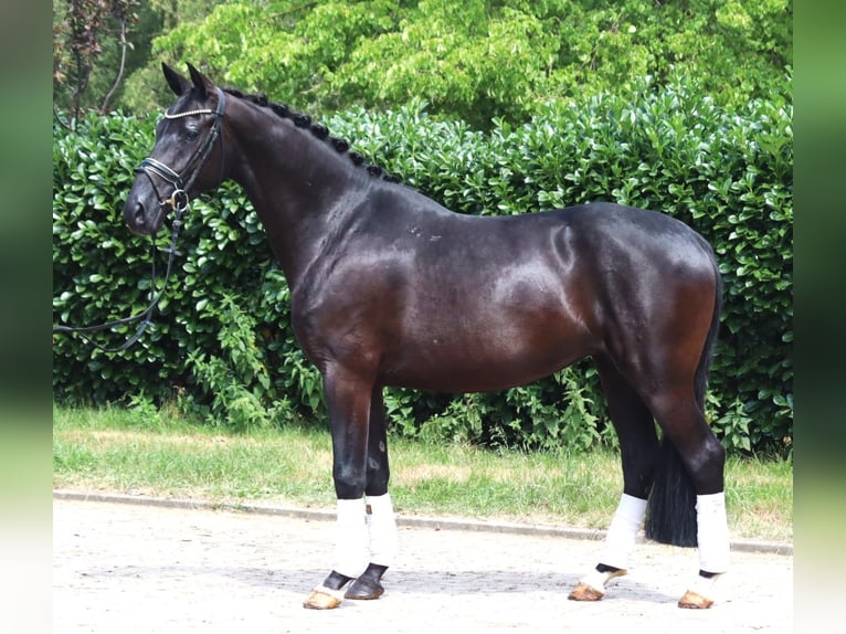 Hannoveriano Yegua 3 años 163 cm Negro in Selsingen