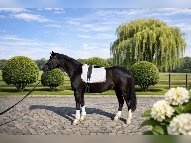 Hannoveriano Yegua 3 años 163 cm Negro in Harsefeld