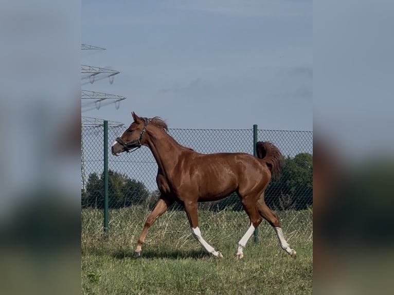 Hannoveriano Yegua 3 años 164 cm Alazán in Förderstedt