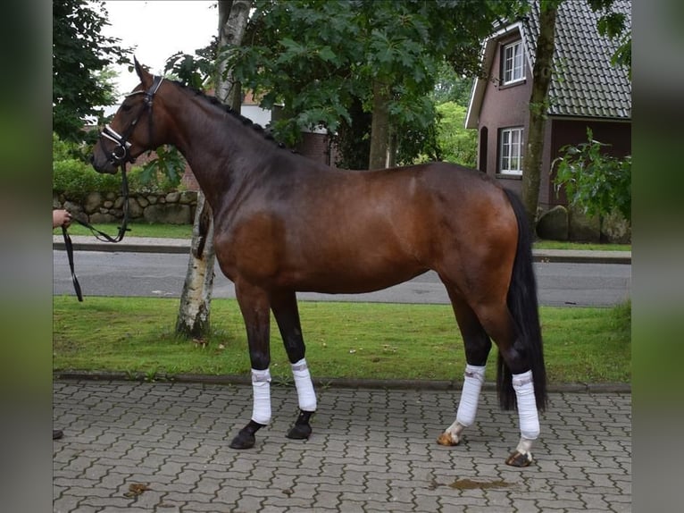 Hannoveriano Yegua 3 años 164 cm Castaño in Fredenbeck
