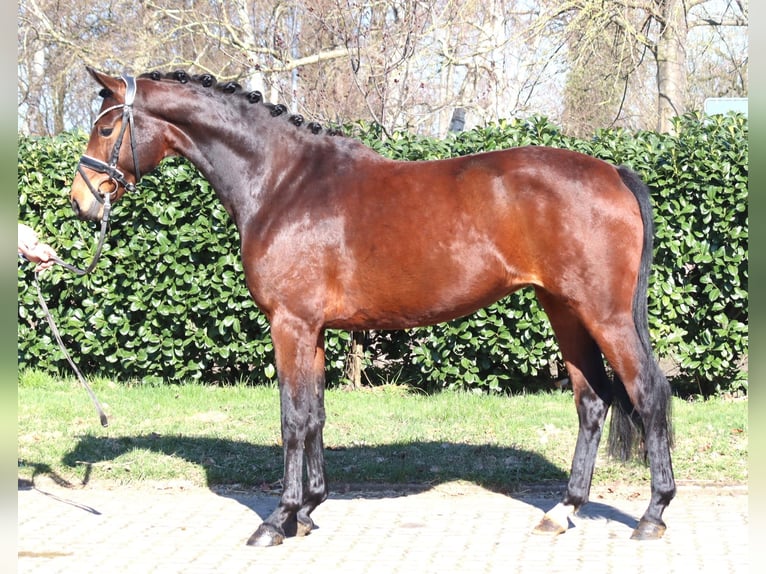 Hannoveriano Yegua 3 años 164 cm Castaño in Selsingen