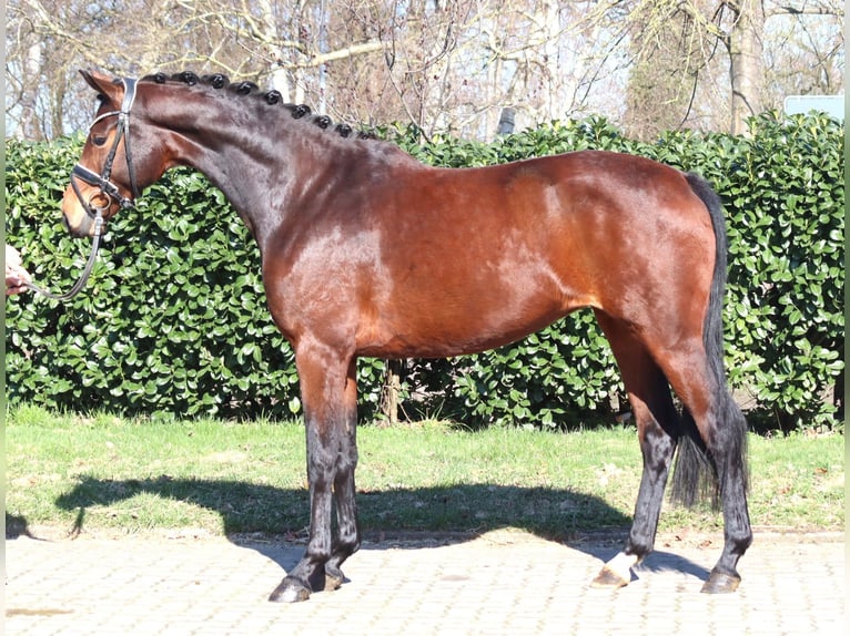 Hannoveriano Yegua 3 años 164 cm Castaño in Selsingen