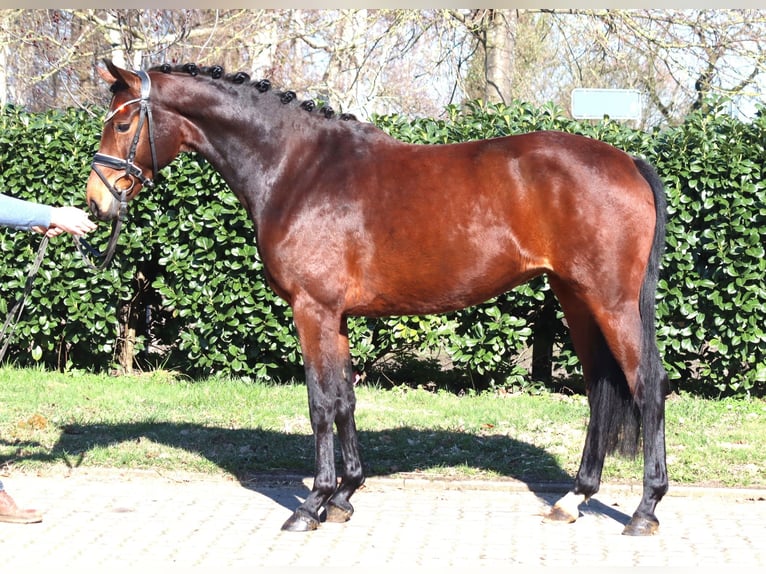 Hannoveriano Yegua 3 años 164 cm Castaño in Selsingen