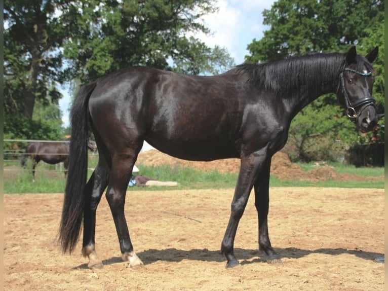 Hannoveriano Yegua 3 años 164 cm Negro in L&#xFC;btheen