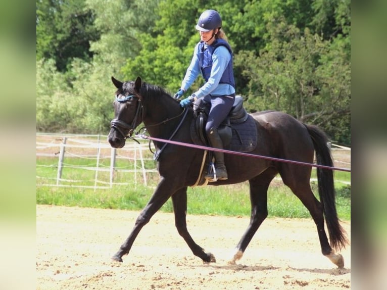 Hannoveriano Yegua 3 años 164 cm Negro in L&#xFC;btheen