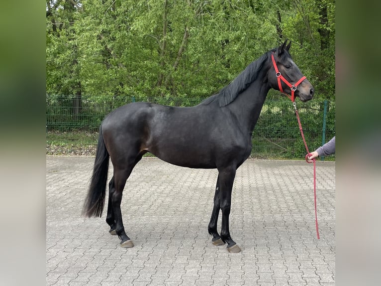 Hannoveriano Yegua 3 años 164 cm Negro in Verl