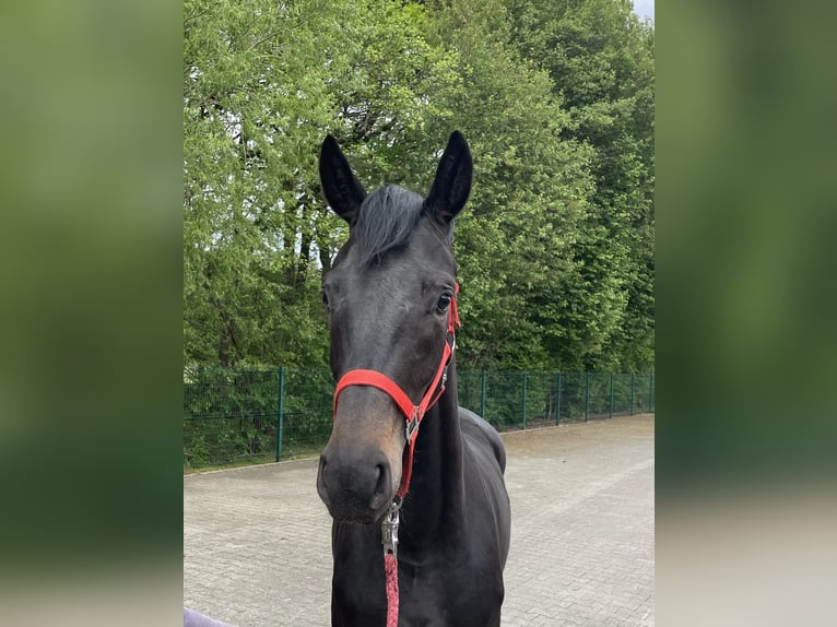 Hannoveriano Yegua 3 años 164 cm Negro in Verl
